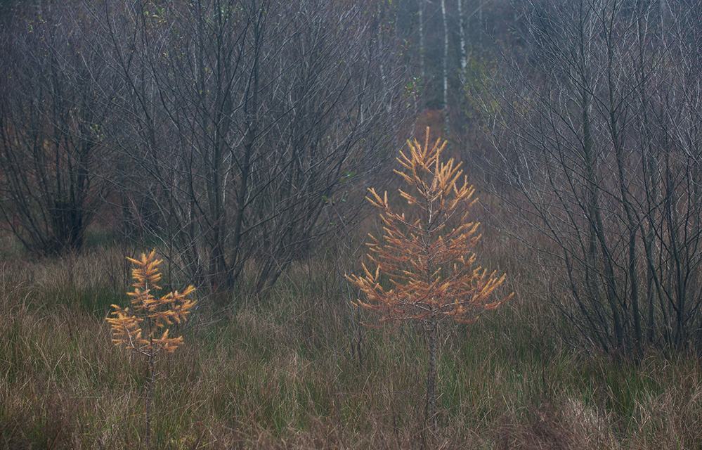 Autumn Golden Spruce, Bolderwood 2